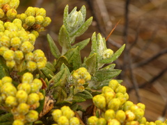 Monticalia andicola