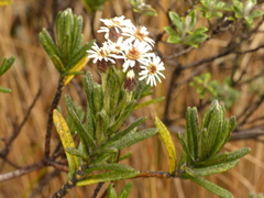 Linochilus rupestris