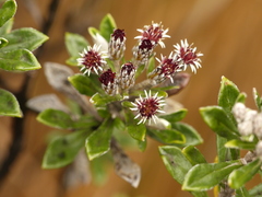 Linochilus rhomboidalis