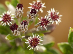 Linochilus rhomboidalis