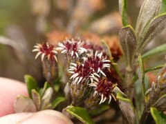 Linochilus rhomboidalis