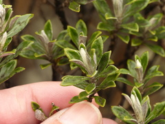 Linochilus rhomboidalis