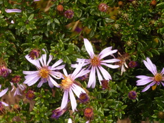 Diplostephium hartwegii