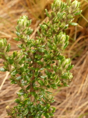 Diplostephium hartwegii