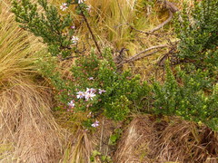 Diplostephium hartwegii