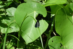 Nacaduba cyanea