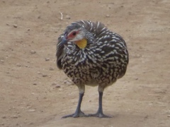 Pternistis leucoscepus