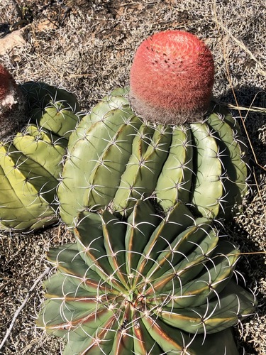 Melocactus bellavistensis