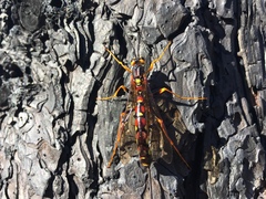 Megarhyssa nortoni