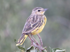 Tmetothylacus tenellus