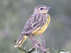 Tmetothylacus tenellus