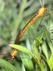 Nephrotoma suturalis