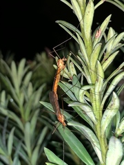 Nephrotoma suturalis