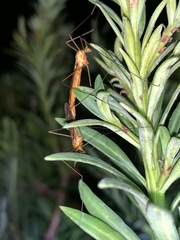 Nephrotoma suturalis