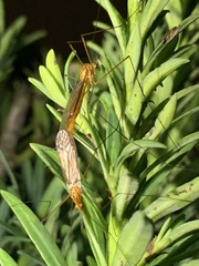 Nephrotoma suturalis