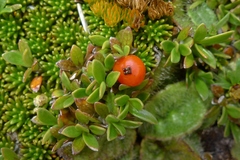 Coprosma perpusilla perpusilla