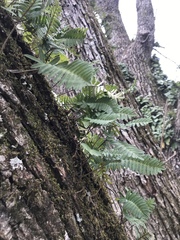 Pleopeltis michauxiana