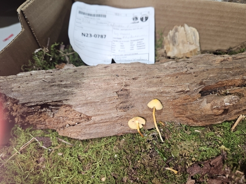 Hygrophorineae