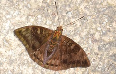 Euthalia merta