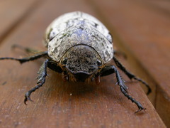 Dermolepida albohirtum