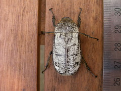 Dermolepida albohirtum