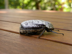 Dermolepida albohirtum