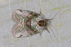 Stenoloba nigrabasalis