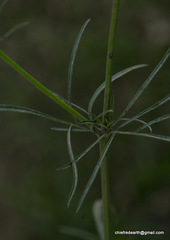 Asteraceae