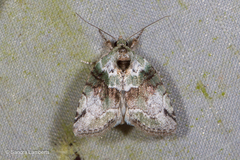 Stenoloba nigrabasalis