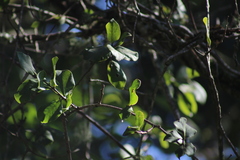 Struthanthus condensatus