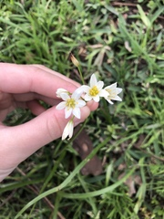 Nothoscordum bivalve