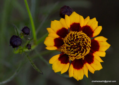 Asteraceae