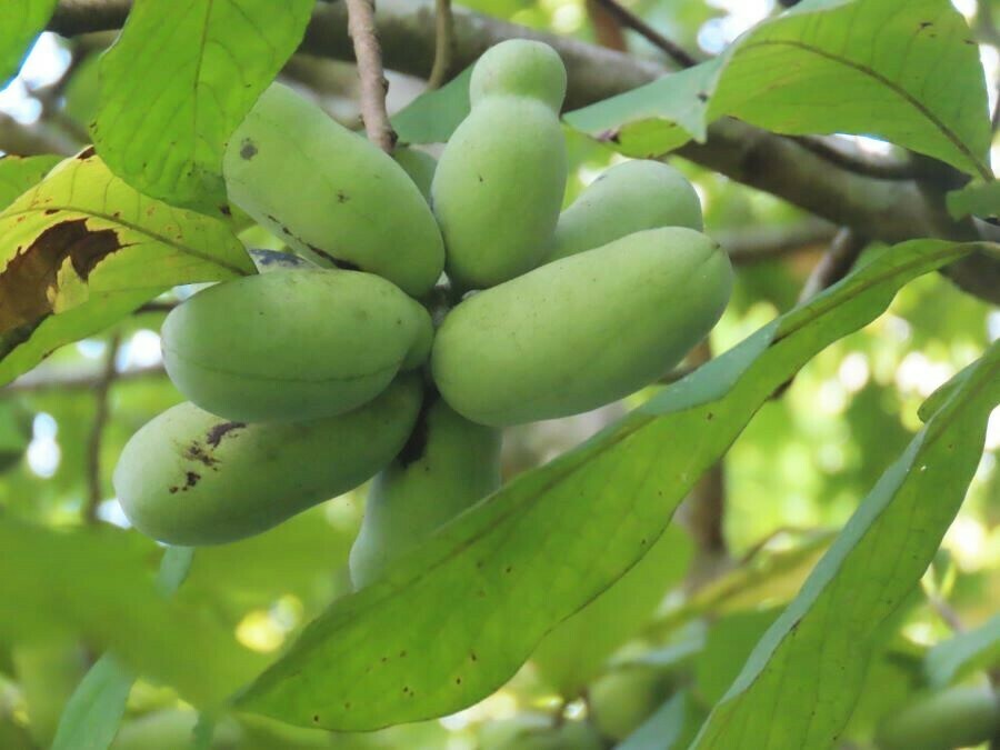 common pawpaw from Greenwood, Newport News, VA, USA on August 26, 2023 ...