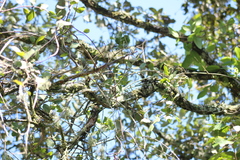 Struthanthus condensatus