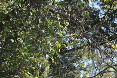 Struthanthus condensatus