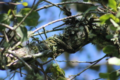 Struthanthus condensatus