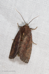 Elusa ceneusalis