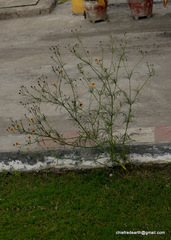 Asteraceae