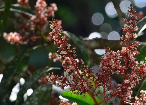 Mangifera odorata