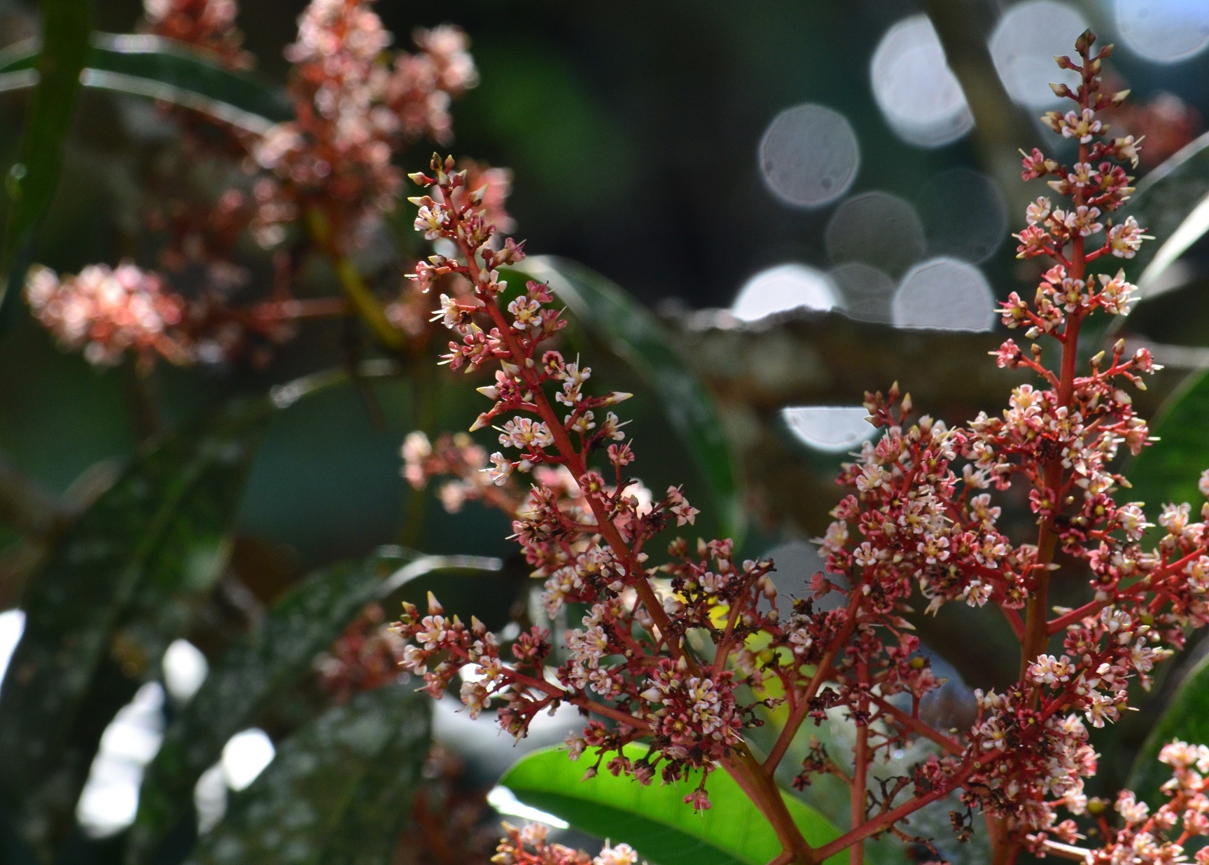 Mangifera odorata