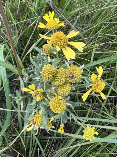 common sneezeweed