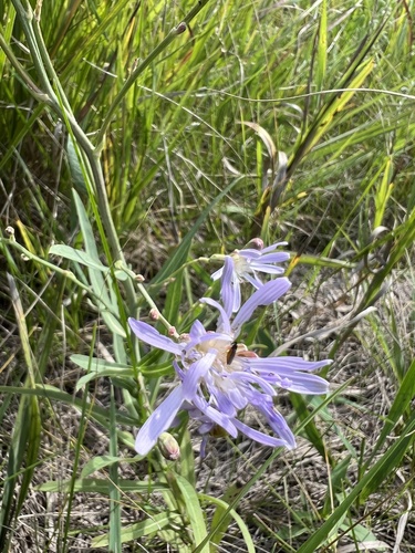 common blue lettuce