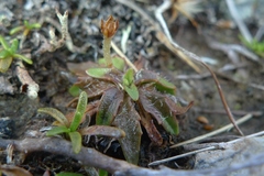 Plantago unibracteata