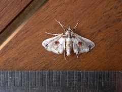 Leucinodes orbonalis