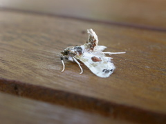 Leucinodes orbonalis