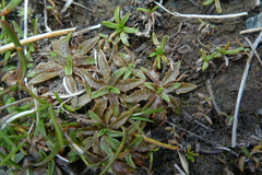 Plantago unibracteata