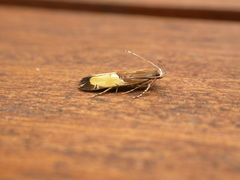 Labdia deliciosella