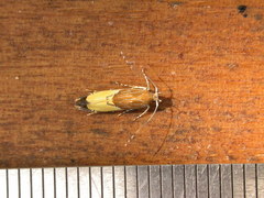 Labdia deliciosella