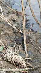 Anaxyrus terrestris