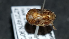 Tropicus pusillus